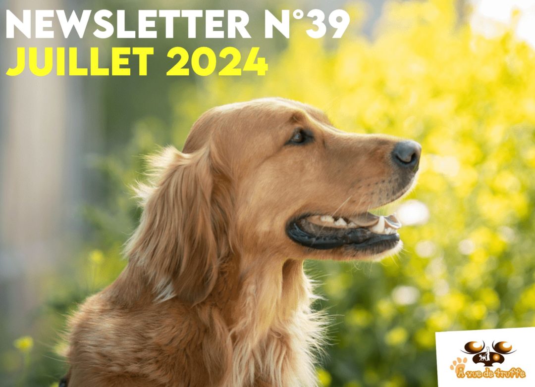 Newsletter n°39 – Juillet 2024