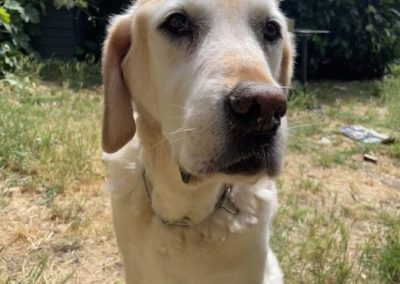 Hommage à Dyke, doyen de nos chiens-guides