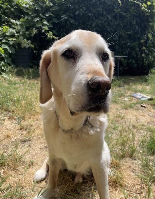 Hommage à Dyke, doyen de nos chiens-guides