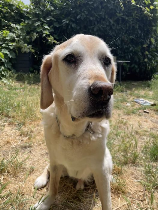 Hommage à Dyke, doyen de nos chiens-guides